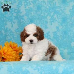 Salted Carmel, Cavapoo Puppy